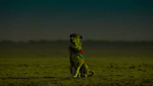 Ohh My Dog - Backdrops