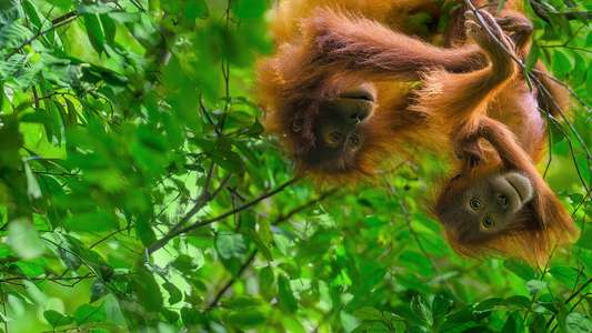 Orangutan - Backdrops