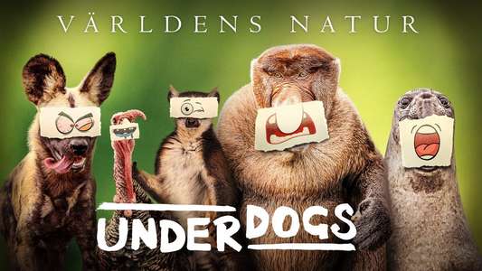 Underdogs - Backdrops