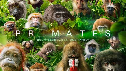 Primates - Backdrops