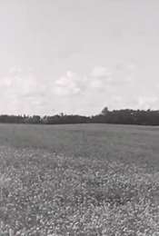 Buffalo Common