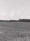Buffalo Common