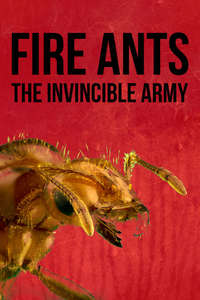 Fire Ants 3D: The Invincible Army - Poster