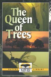 The Queen of Trees - Poster