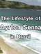 Ayrton Senna Lifestyle in Brazil