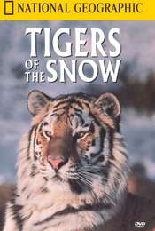 Tigers of the Snow
