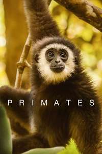 Primates - Posters