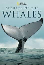 Secrets of the Whales Season 1