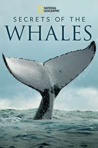 Secrets of the Whales - Posters