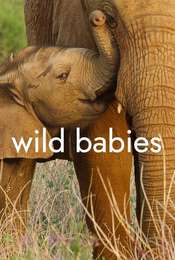 Wild Babies Season 1