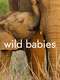 Wild Babies : Season 1