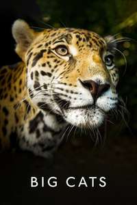 Big Cats - Posters