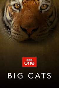Big Cats - Posters