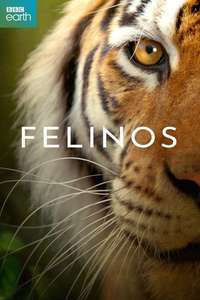 Big Cats - Posters