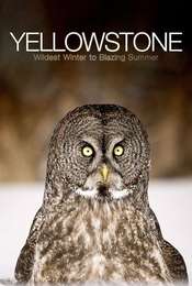 Yellowstone: Wildest Winter to Blazing Summer Miniseries