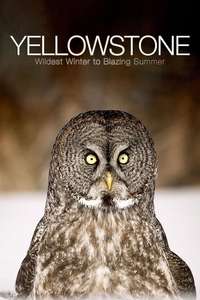 Yellowstone: Wildest Winter to Blazing Summer - Poster