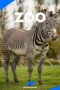 The Secret Life of the Zoo - Posters