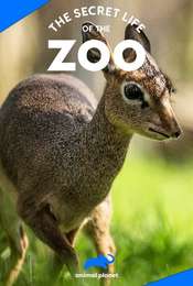 The Secret Life of the Zoo Season 7