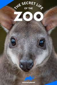 The Secret Life of the Zoo - Posters