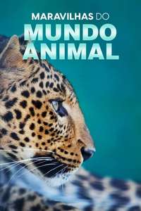 The Wonder of Animals - Posters