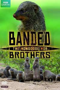 Banded Brothers - Poster