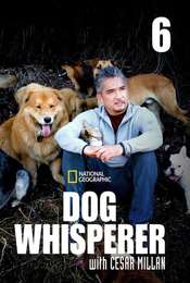Dog Whisperer Season 6