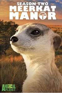 Meerkat Manor - Poster