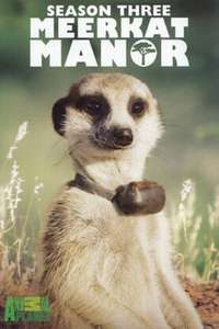 Meerkat Manor - Poster