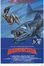 Barracuda