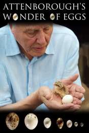 Attenborough's Wonder of Eggs