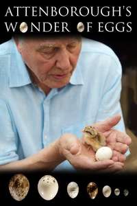Attenborough's Wonder of Eggs - Poster