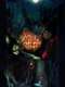 The Secret of NIMH