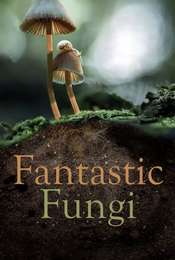 Fantastic Fungi