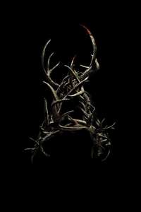 Antlers - Posters