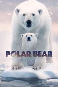 Polar Bear - Posters