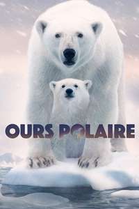 Polar Bear - Posters