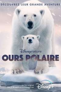 Polar Bear - Posters