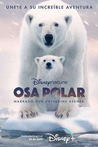 Polar Bear - Posters