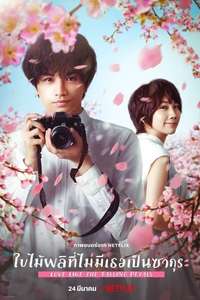 Love Like the Falling Petals - Poster