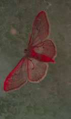 Fabula