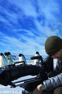 Penguins: Life on the Edge - Posters