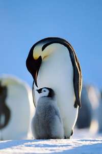 Penguins: Life on the Edge - Posters