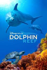 Dolphins - Posters
