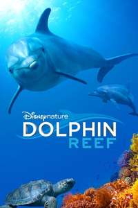Dolphins - Posters