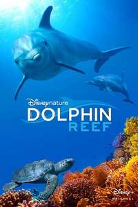 Dolphins - Posters
