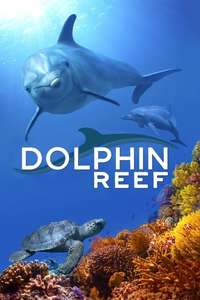 Dolphins - Posters