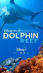 Dolphins