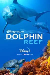Dolphins - Posters