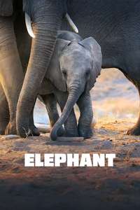 Elephant - Posters