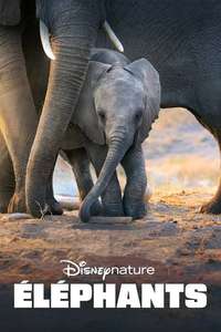 Elephant - Posters
